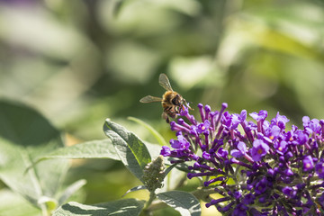 Biene am Schmetterlingsflieder