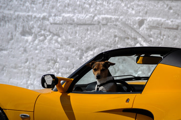 Hund am Steuer