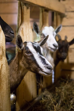 Herd of goats in wooden barn on a cheese farm