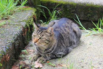 寝そべるキジトラ猫