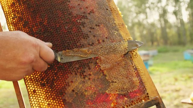 The beekeeper gets a frame from the hive.