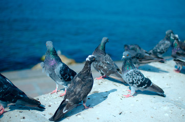 Two doves stand opposite each other among the rest of the pack.