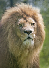 Male lion