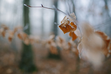 Frostige Blätter