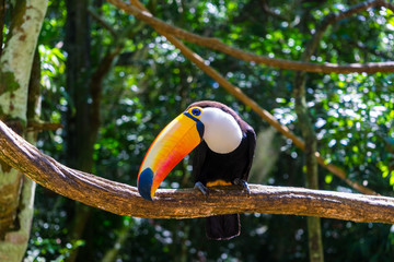 Toucan in Brazil