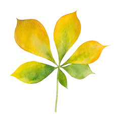 autumn watercolor leaf on white background