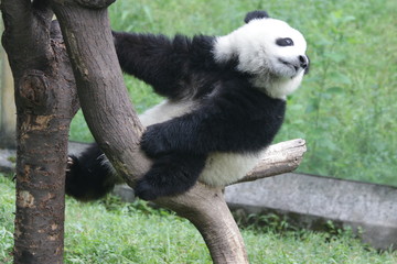 Baby Panda are having fun with the enrichment on the Playground, Chongqing, China