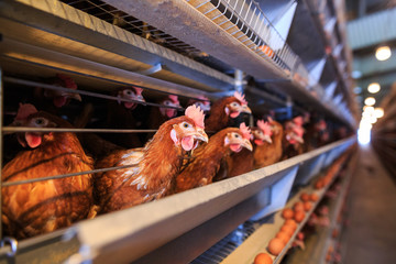 Fototapeta premium Factory Chicken egg production. Red chickens are seated in special cages. Linear perspective. Agribusiness company.
