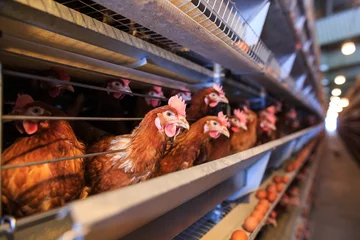 Papier Peint photo autocollant Poulet Production d& 39 œufs de poule en usine. Les poulets rouges sont assis dans des cages spéciales. Perspective linéaire. Entreprise agro-alimentaire.