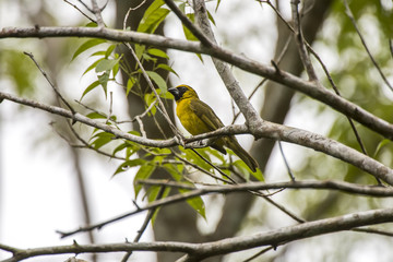 Furriel (Caryothraustes canadensis) | Yellow-green Grosbeak photographed in Linhares, Espírito Santo - Southeast of Brazil. Atlantic Forest Biome.