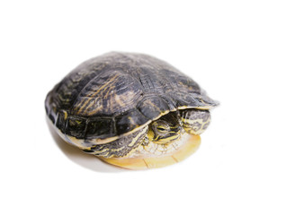 Obraz premium Tortuga