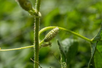 Small cucumber growing on twig