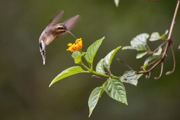 Rabo-branco-mirim (Phaethornis idaliae) | Minute Hermit photographed in Linhares, Espírito Santo - Southeast of Brazil. Atlantic Forest Biome.