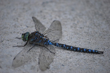 Dragonfly