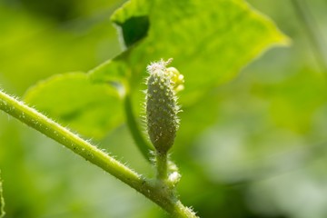 Small cucumber growing on twig
