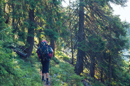 Adventurer goes with big backpack through dense green forest