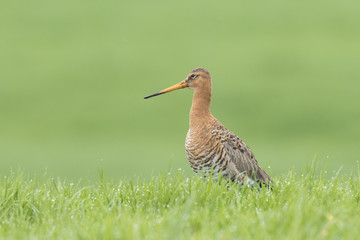 black-tailed godwit (Limosa Limosa) foraging in a wet meadow