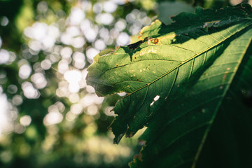 Leaf at sunset