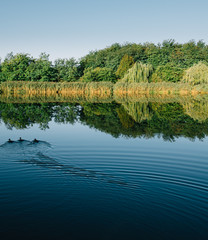 Ducks swimming in beautiful lake