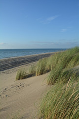 Sanddünen und Strandhafer an der Nordsee   mit dem Meer im Hintergrund