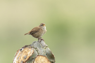 Eurasian Wren Troglodytes troglodytes bird singing close-up