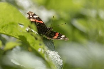 Red Admiral butterfly, Vanessa atalanta, resting