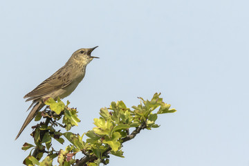 Singing Common Grasshopper warbler bird Locustella naevia mating during spring season