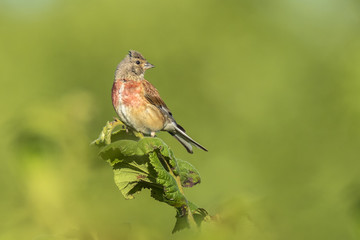 Male Linnet bird with red breast, Carduelis cannabina, singing