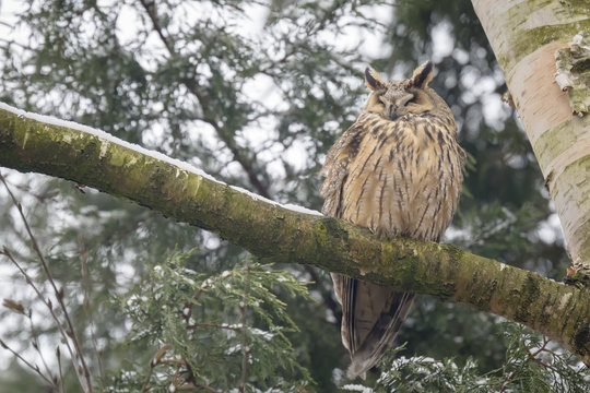 Long eared owl (Asio otus) perched in a tree
