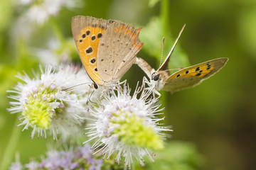 Fototapeta na wymiar Small or common copper butterfly lycaena phlaeas closeup