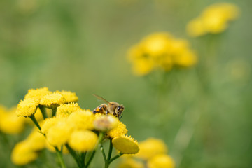 A bee on a flower, covered in pollen, producing honey