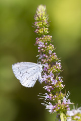 holly blue (Celastrina argiolus) butterfly feeding
