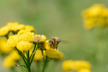 A bee on a flower, covered in pollen, producing honey