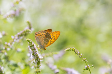Silver-washed fritillary butterfly Argynnis paphia closeup