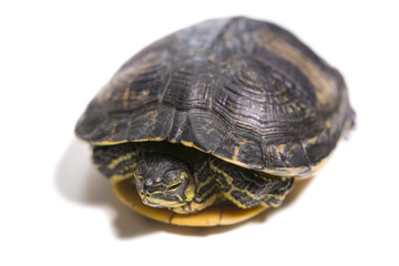 Tortuga
