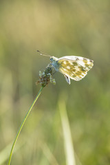 Eastern Bath white, Pontia edusa, butterfly