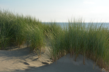 Strandhafer in den Dünen auf Zeeland an der Holländischen Nordsee Küste