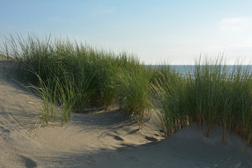 Sand Dünen mit  Strandhafer an der Nordsee 