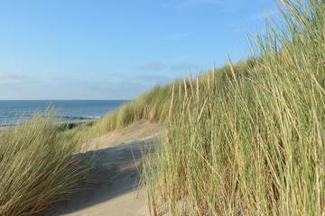Strandhafer in den Dünen  an der Nordsee   mit dem Meer im Hintergrund