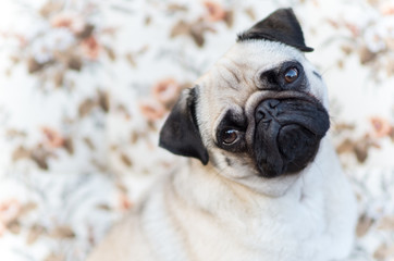 Mops wartet auf Leckerli