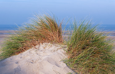Dunes sur littoral picard 