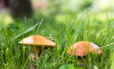 Edible mushrooms suillus in grass close up