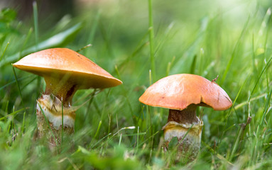 Edible mushrooms suillus in grass close up