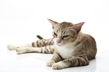 Bengal cat on a white Background
