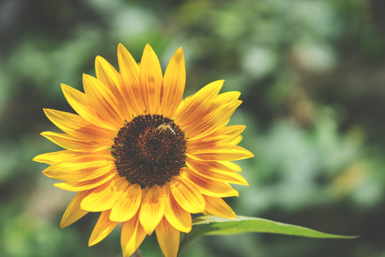 einzelne Sonnenblume im Sonnenlicht - vintagelook