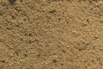 Background of sand grains in big close up
