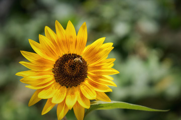 einzelne Sonnenblume im Sonnenlicht