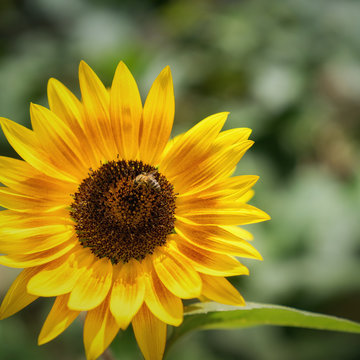 einzelne Sonnenblume im Sonnenlicht