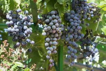 Wine plant bio