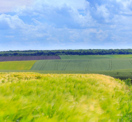 Green fields of wheat, rye, soy and corn. Blue sky with cumulus clouds. Magic summertime landscape. Concept theme: Agriculture. Nature. Climate. Ecology. Food production.